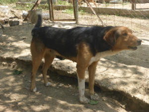 Pluto Zorro DogsaviorHp Dez193