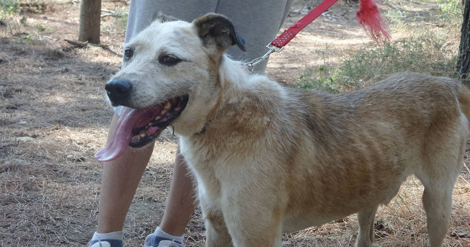 Riki Zorro Dogsavior Beitragsbild Jan19