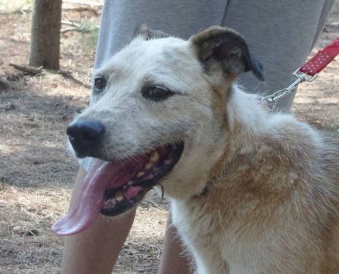 Riki Zorro Dogsavior HP Jan19