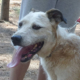 Riki Zorro Dogsavior HP Jan19