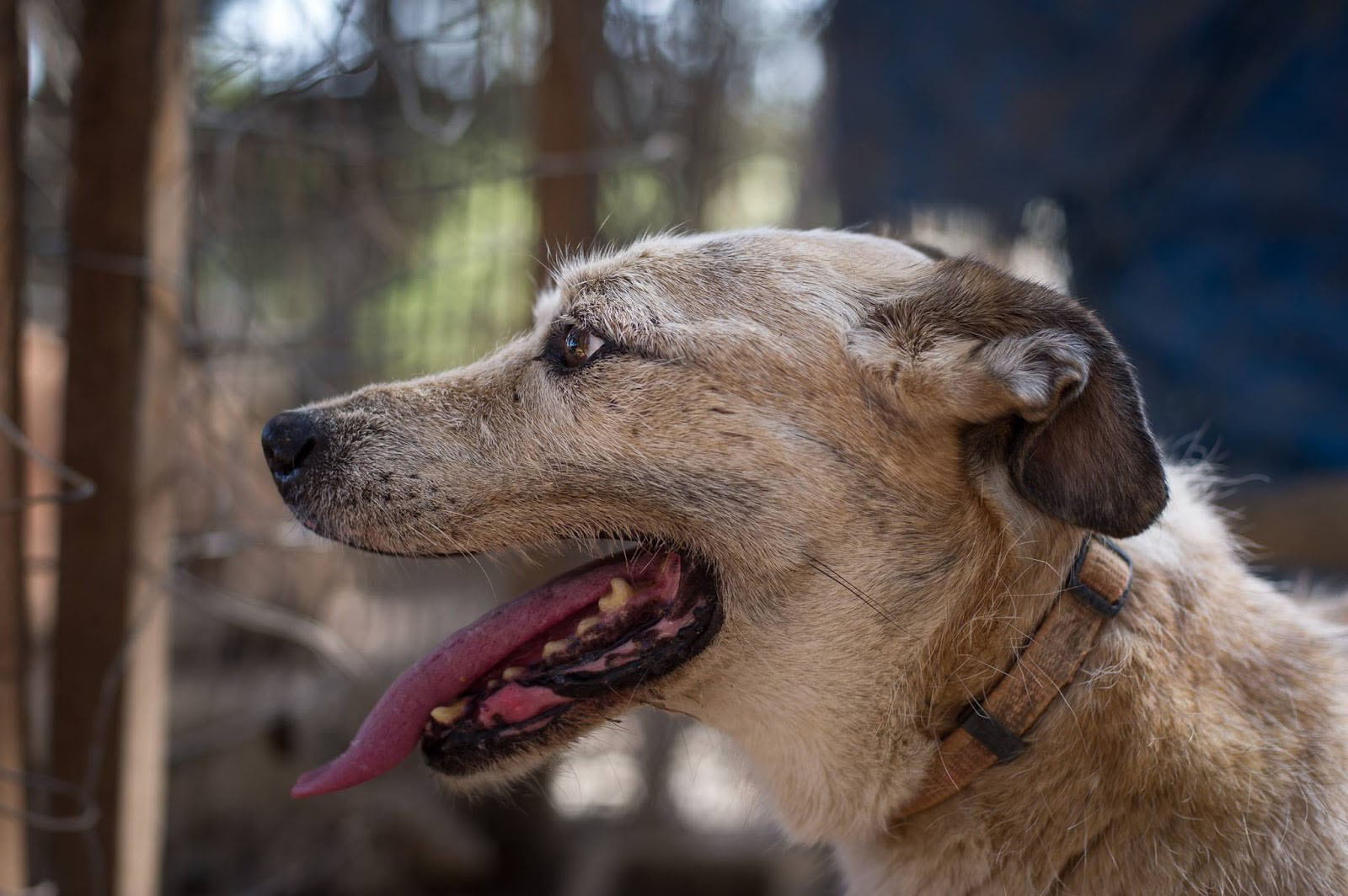 Riki Zorro Dogsavior Jan19
