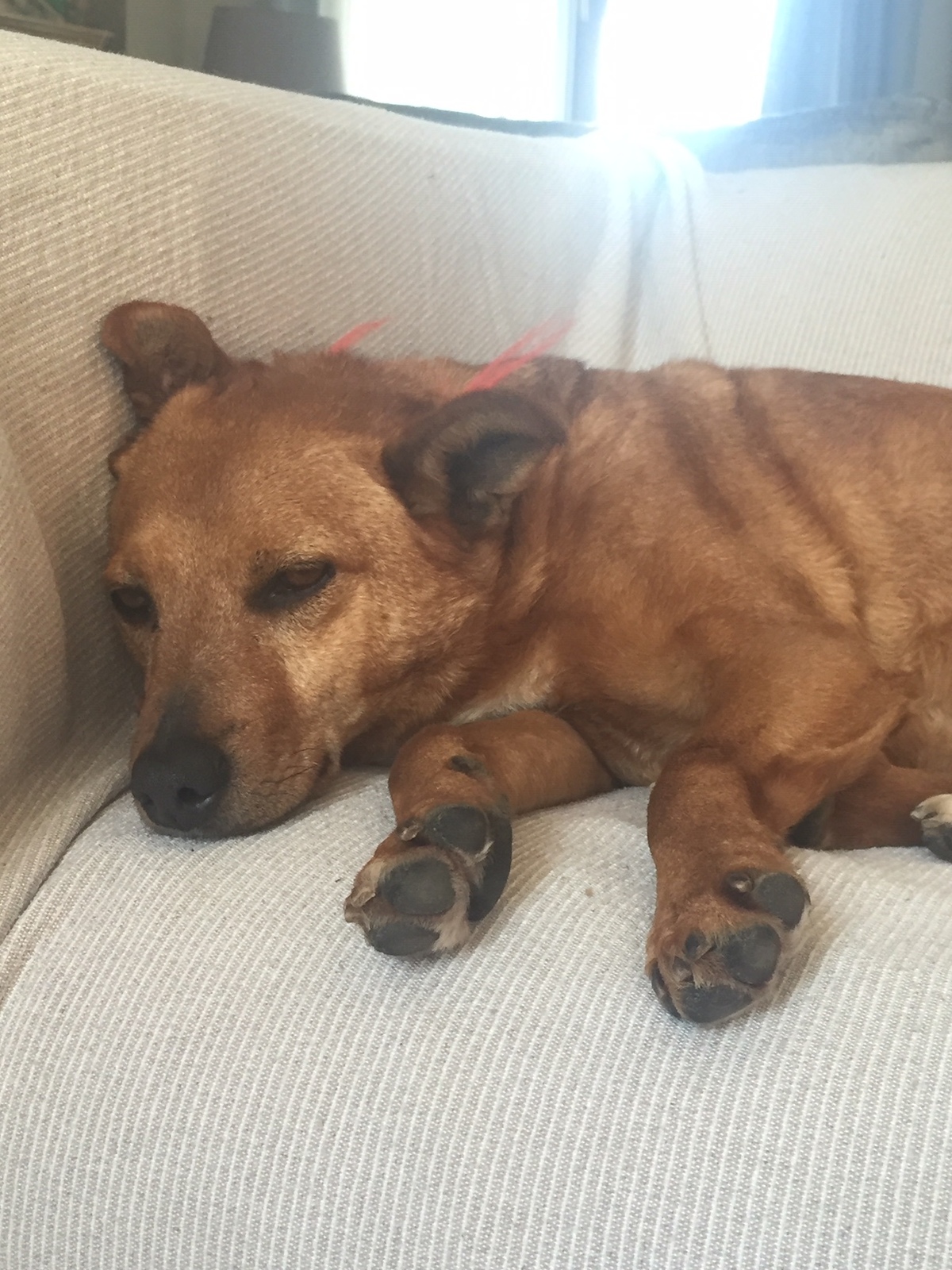 Robin Zorro Dogsavior Feb19