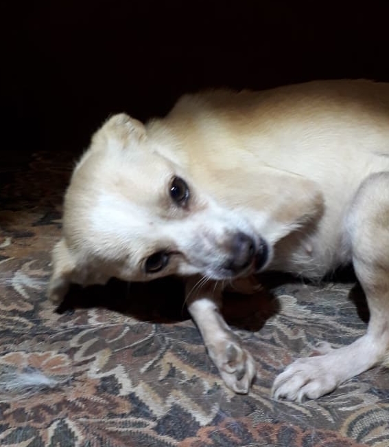 Serafine Zorro Dogsavior Jan19 1 e1548706624558