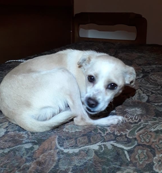 Serafine Zorro Dogsavior Jan19 2 e1548706602835