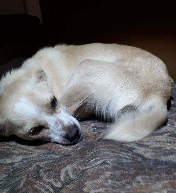 Serafine Zorro Dogsavior Jan19 3 e1548706539914