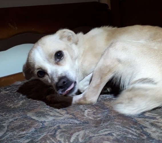 Serafine Zorro Dogsavior Jan19 4 e1548706579383