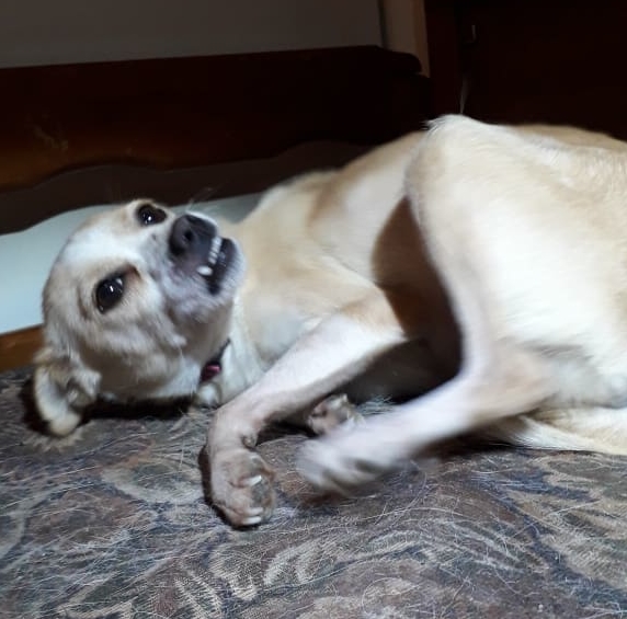 Serafine Zorro Dogsavior Jan19 5 e1548706556777