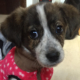 Tinda Zorro Dogsavior HP Jan19