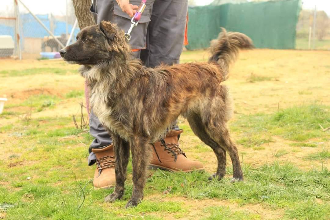 Tony Zorro Dogsavior April19