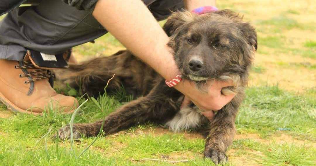 Tony Zorro Dogsavior Beitragsbild April19 