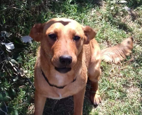 Trixie Zorro Dogsavior HP Jan19