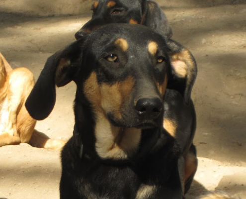 Tsarli Zorro Dogsavior HP Jan19