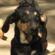 Tsarli Zorro Dogsavior HP Jan19