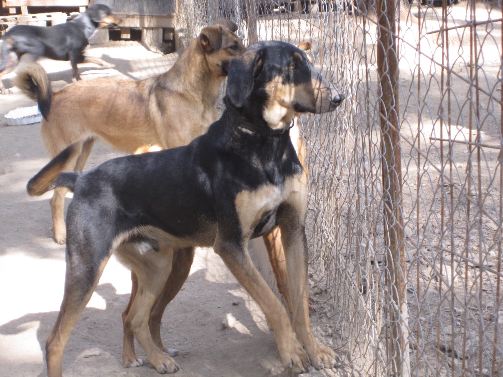 Tsarli Zorro Dogsavior Jan19 2