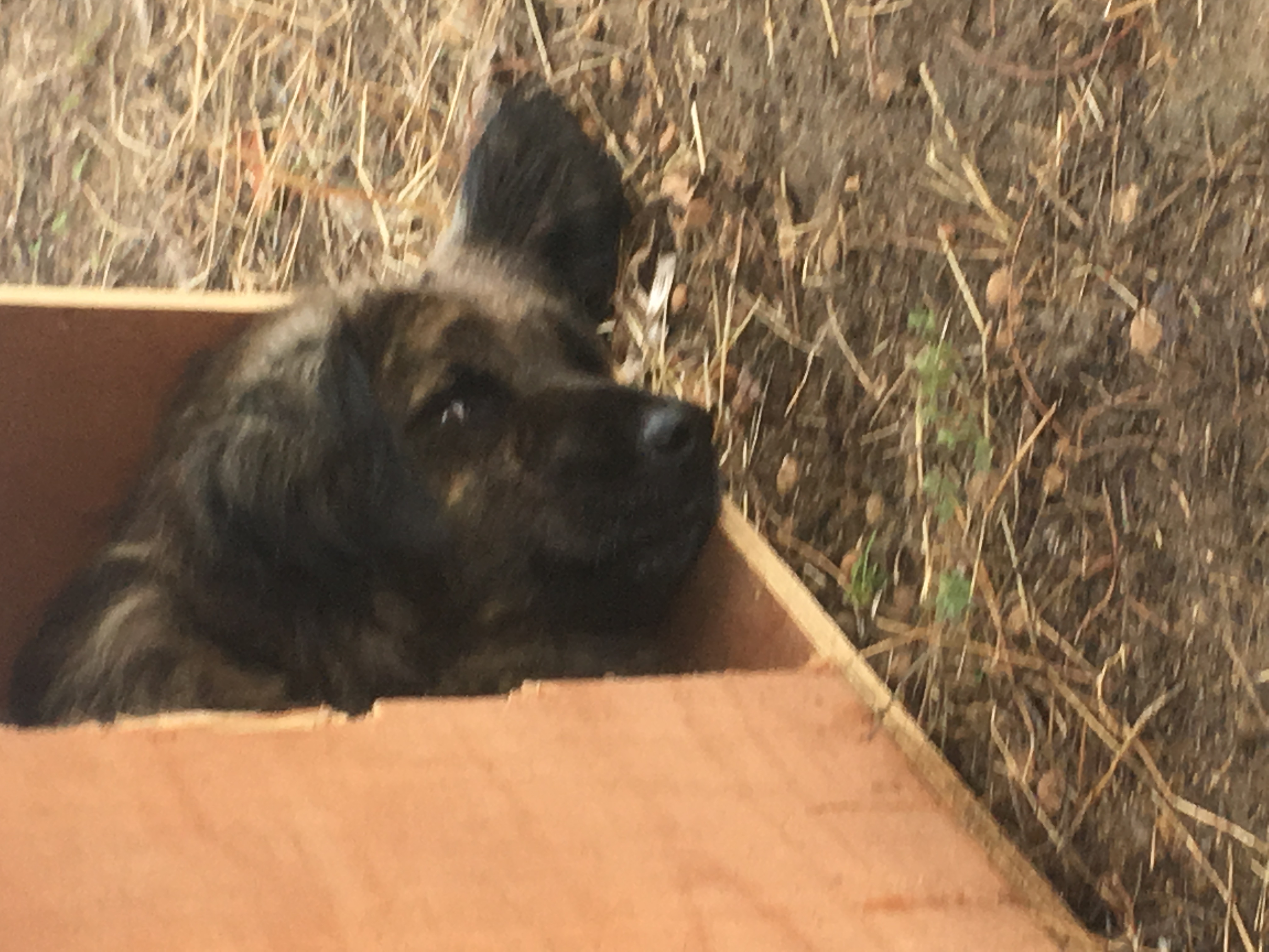 Zorro Dogsavior Goofy 3 1
