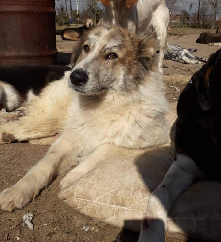Aristides Zorro Dogsavior Feb19 