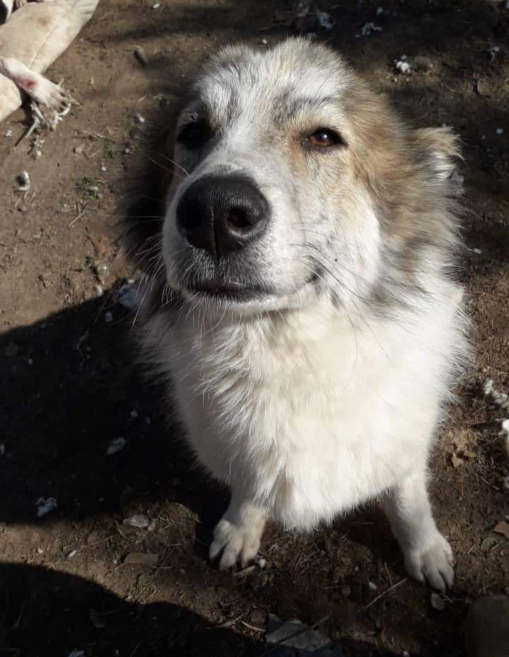 Aristides Zorro Dogsavior Feb19 2