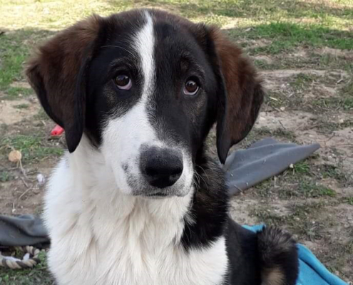 Artur Zorro Dogsavior HP Mrz19 22