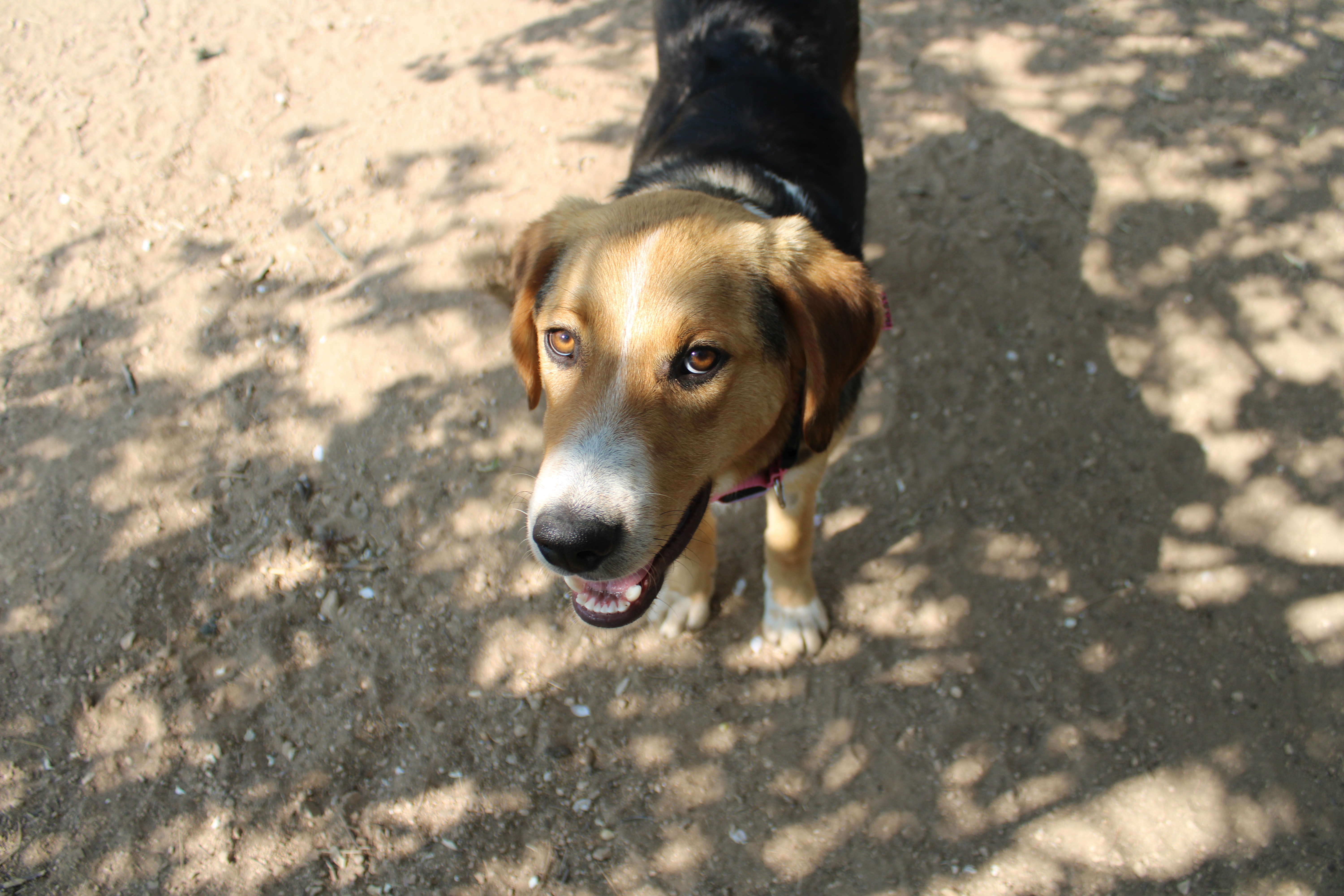 Biver Zorro Dogsavior April19