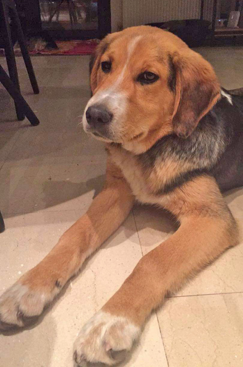 Biver Zorro Dogsavior Feb19
