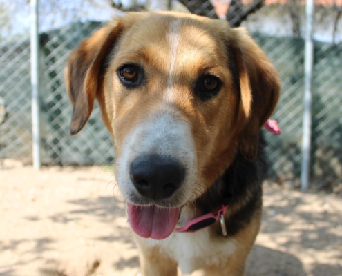 Biver Zorro Dogsavior HP April19