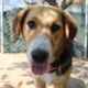 Biver Zorro Dogsavior HP April19