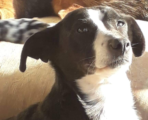 Bonita Zorro Dogsavior HP Feb19