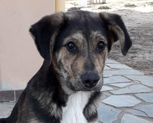 Coffie Zorro Dogsavior HP Mrz19 21