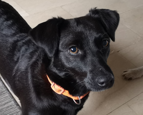 Daria Zorro Dogsavior HP Feb19