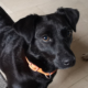Daria Zorro Dogsavior HP Feb19