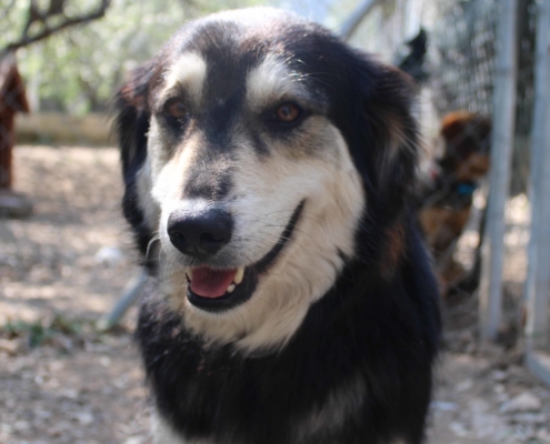 Jazz Zorro Dogsavior HP April19