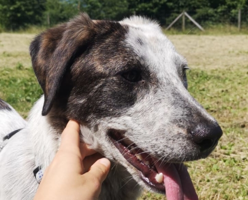 Lana Deutschland Adoption e1562878987873