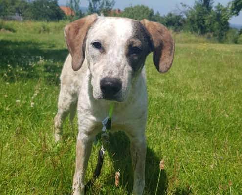 Luna Adoption Tierhilfe e1561705444540
