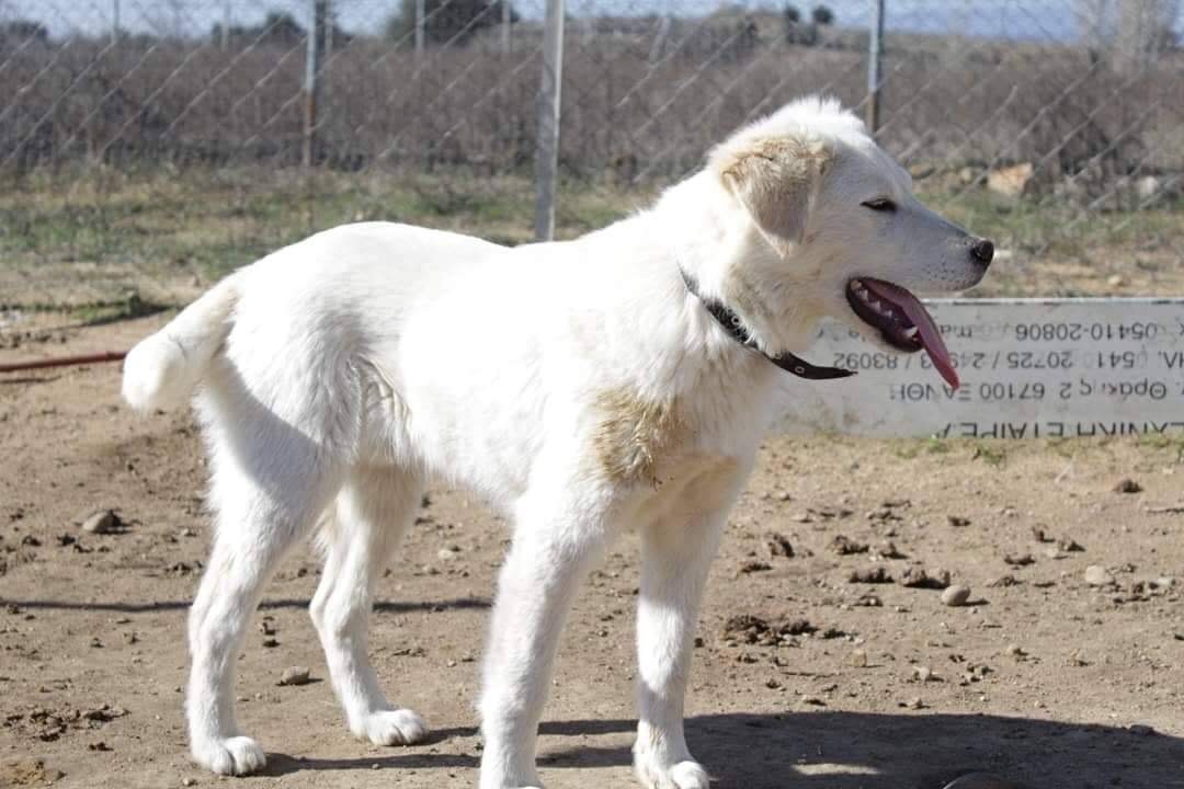 Marlon Zorro Dogsavior Feb19