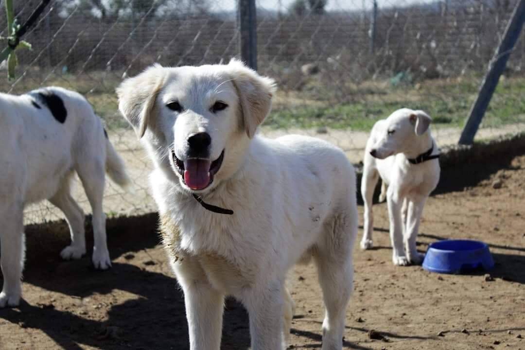 Marlon Zorro Dogsavior Feb19 