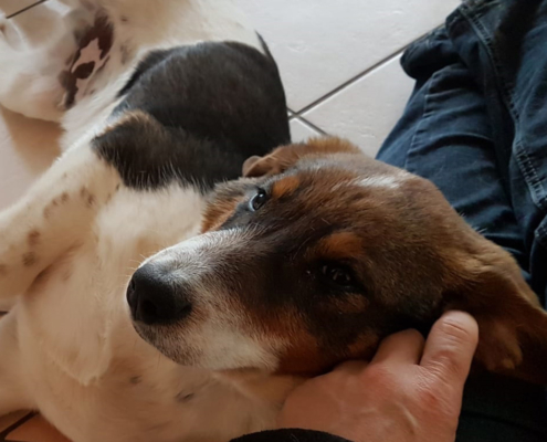 Mikosch Zorro Dogsavior HP Feb19