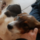 Mikosch Zorro Dogsavior HP Feb19