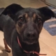 Mimika Zorro Dogsavior HP Mrz19 20