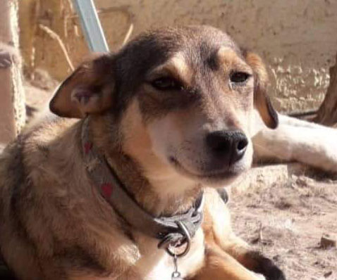Mirka Zorro Dogsavior HP Feb19