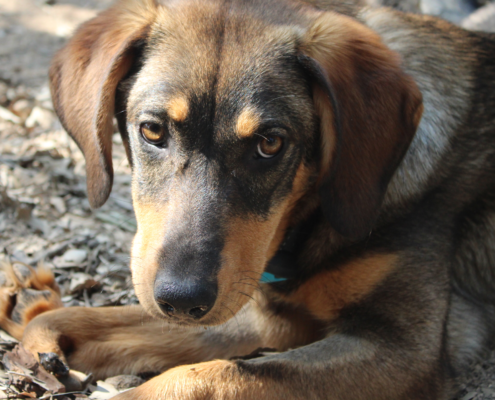 Nelli Zorro Tierhilfe e1556870129992