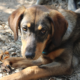 Nelli Zorro Tierhilfe e1556870129992