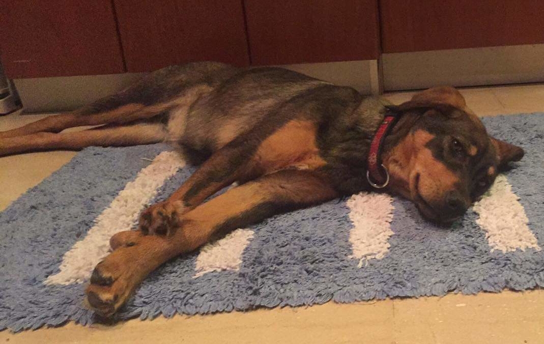 Nelli Zorro Dogsavior Feb19 20 e1551036401112
