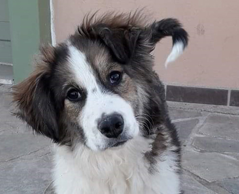 Sugar Zorro Dogsavior HP Mrz19 22