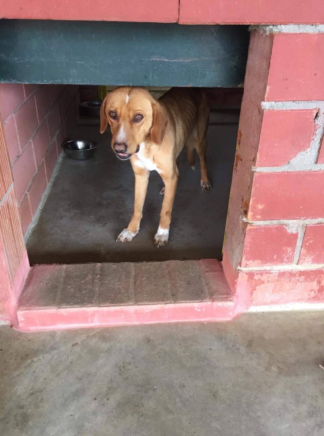 Beni Zorro Dogsavior Mrz 19 5