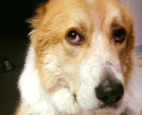 Mega Zorro Dogsavior HP Mrz19