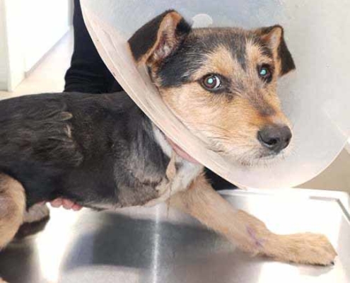 Milo Zorro Dogsavior HP Mrz19