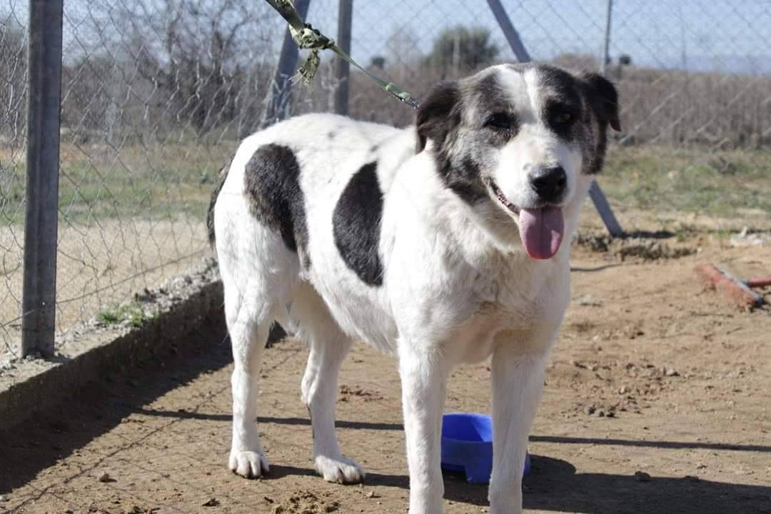 Mona Zorro dogsavior Mrz19