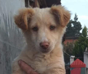 Mortis Zorro Dogsavior HP Mrz 19