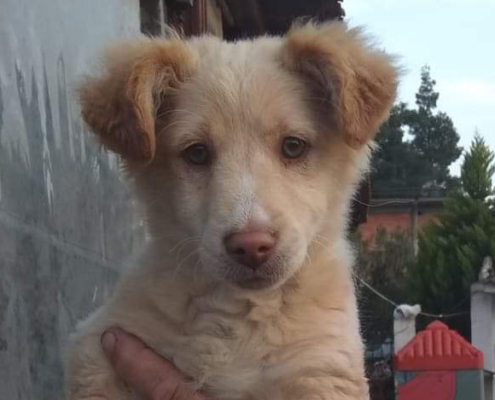Mortis Zorro Dogsavior HP Mrz 19