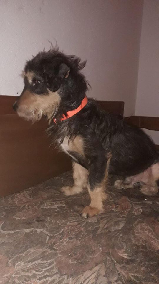 Theodor Zorro Dogsavior Mrz19 1